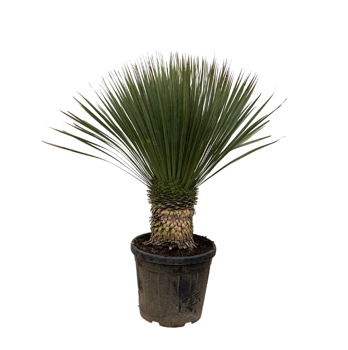 Yucca Rostrata - 120cm- Ø35 - Palm