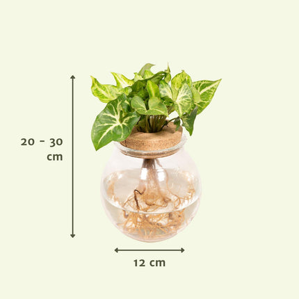 Syngonium Pixie in Bolglas - Ø12cm - ↕30cm - Kamerplant - Bolglas