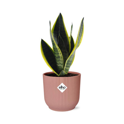 Sansevieria Futura Superba in ELHO Vibes Fold 14cm roze - Kamerplant