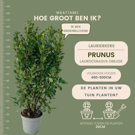 20 Extra grote Laurierkers Obelisk voor 10 strekkende meter haag | ↨ 125-150 cm in 15 liter pot