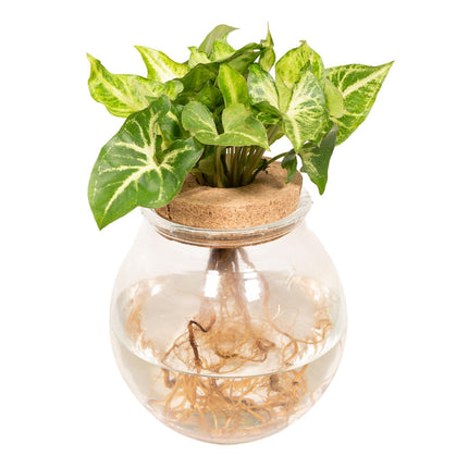 Syngonium Pixie in Bolglas - Ø12cm - ↕30cm - Kamerplant - Bolglas