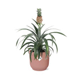 Ananas Mi Amigo in ELHO Vibes Fold 14cm roze - Kamerplant
