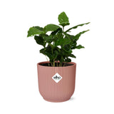 Coffea Arabica in ELHO Vibes Fold 14cm roze - Kamerplant