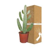 Opuntia Consolea - Ø17cm - ↕55cm - Kamerplant