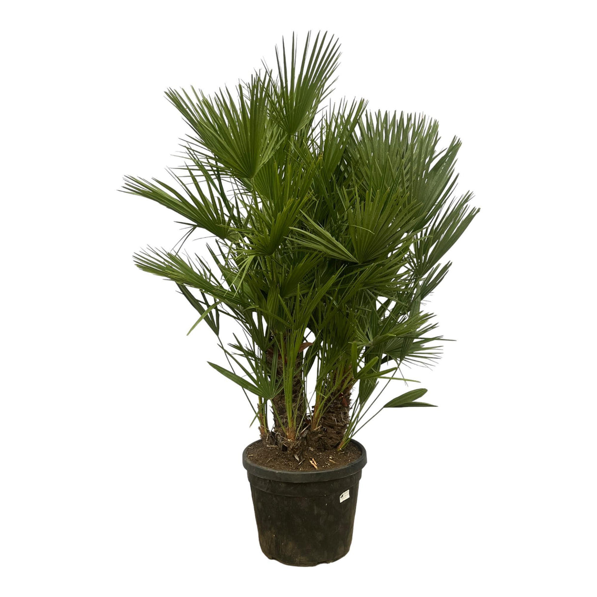 Chamaerops Humilis multi stam - 180 cm - Ø45cm - Palm