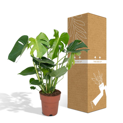 Monstera Deliciosa - Gatenplant - 65cm - Ø21 - Kamerplant