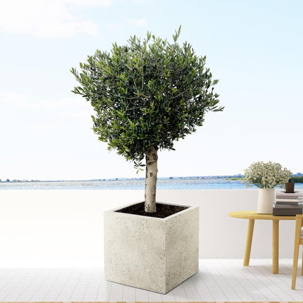 Olea Europaea Lorc - 180cm- Ø50 - Olijfboom