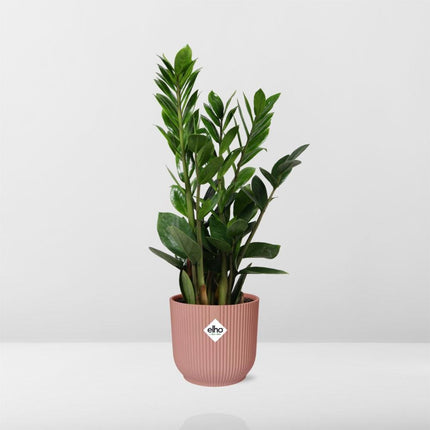 Zamioculcas – Hoogte 45-50 in ELHO Vibes Fold 14cm roze - Kamerplant