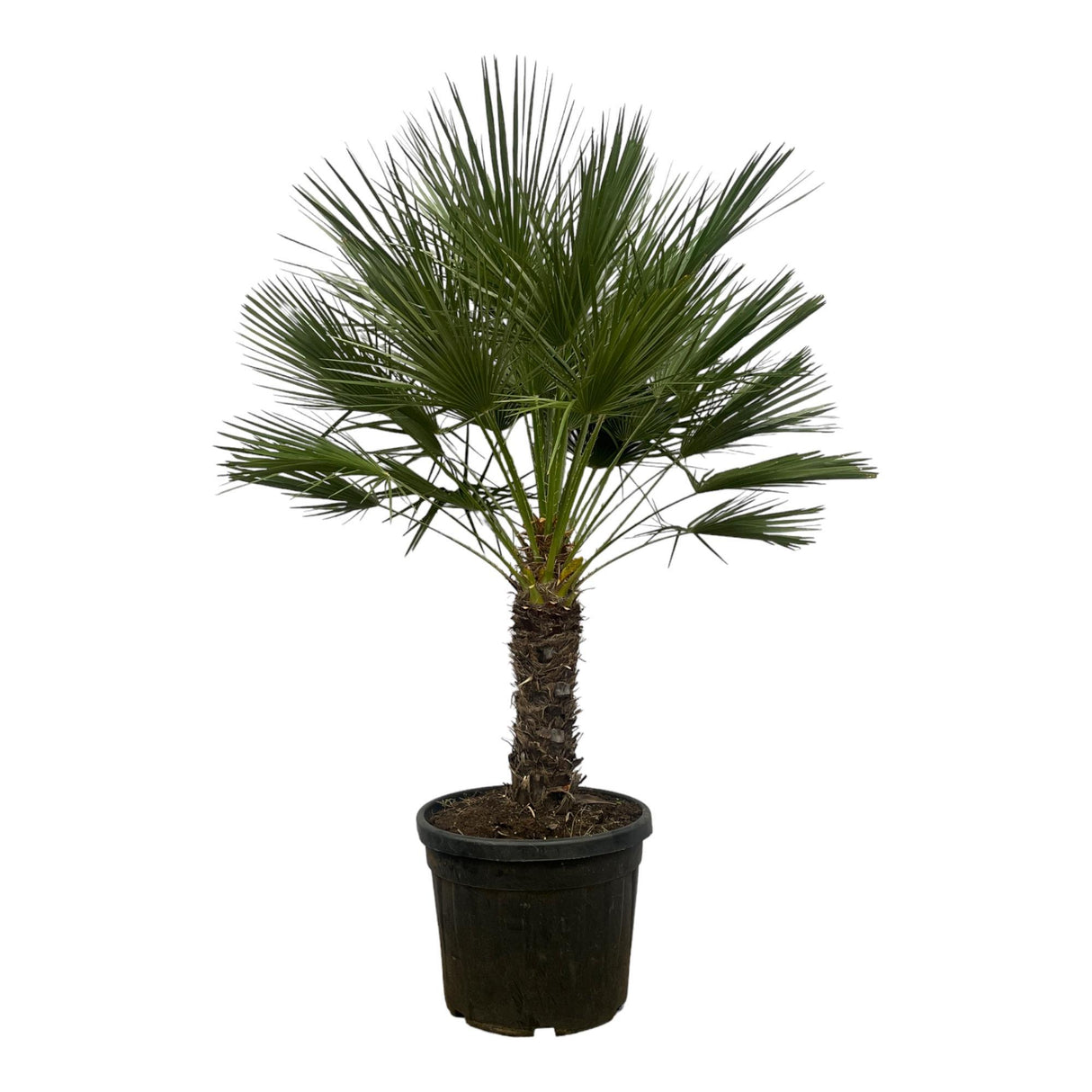 Chamaerops Humilis op stam - 180 cm - Ø45cm - palm