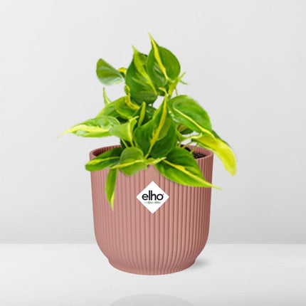 Philodendron Scandens ‘Brasil’ in ELHO Vibes Fold 14cm roze - Kamerplant