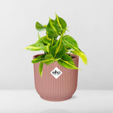 Philodendron Scandens ‘Brasil’ in ELHO Vibes Fold 14cm roze - Kamerplant