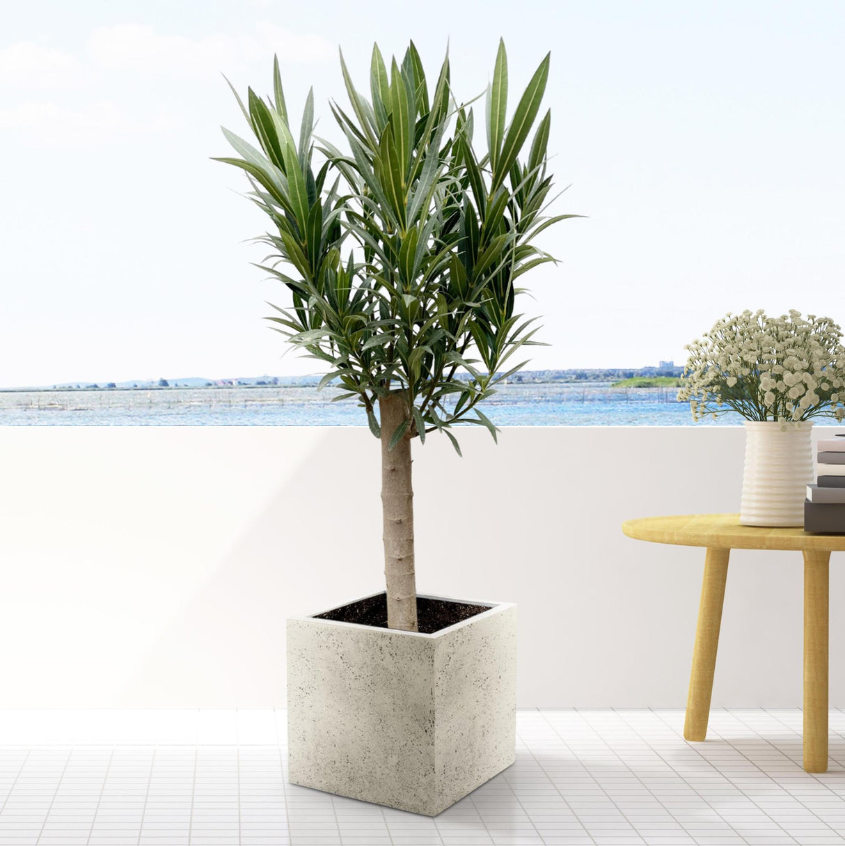 Nerium Oleander op stam met witte bloem - 110cm - Ø30 - Olijfboom