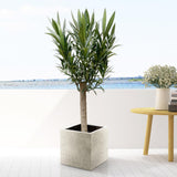 Nerium Oleander op stam met witte bloem - 110cm - Ø30 - Olijfboom