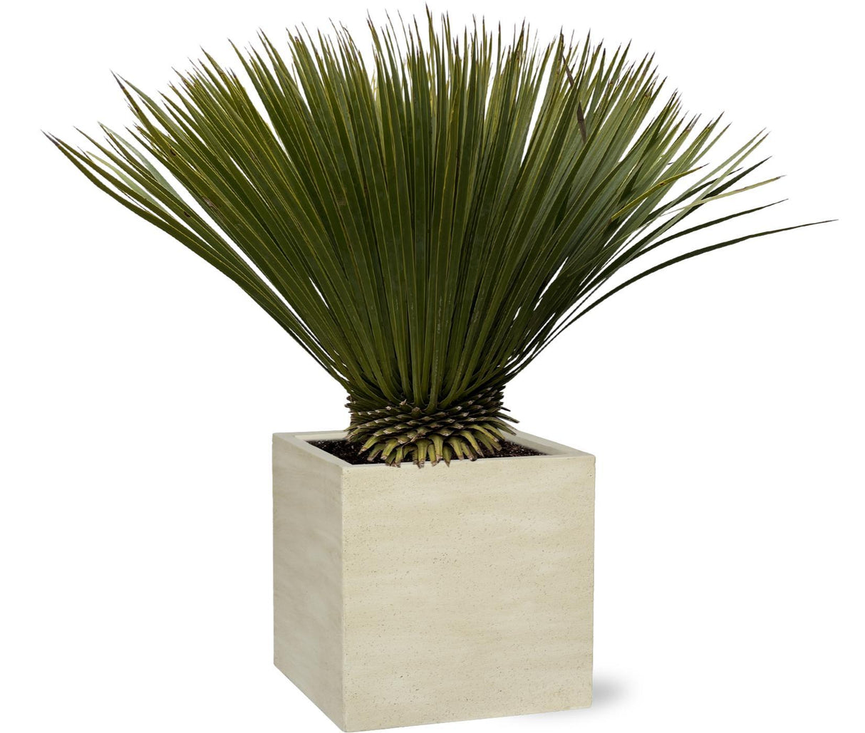 Yucca Rostrata - 90cm- Ø30 - Palm