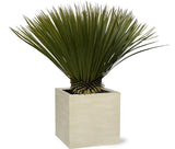 Yucca Rostrata - 90cm- Ø30 - Palm