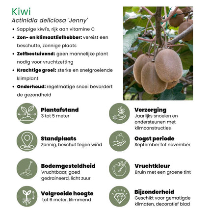 "Zomervruchten" BIO Fruitplanten mix set van 4 verschillende soorten - Fruitstruik