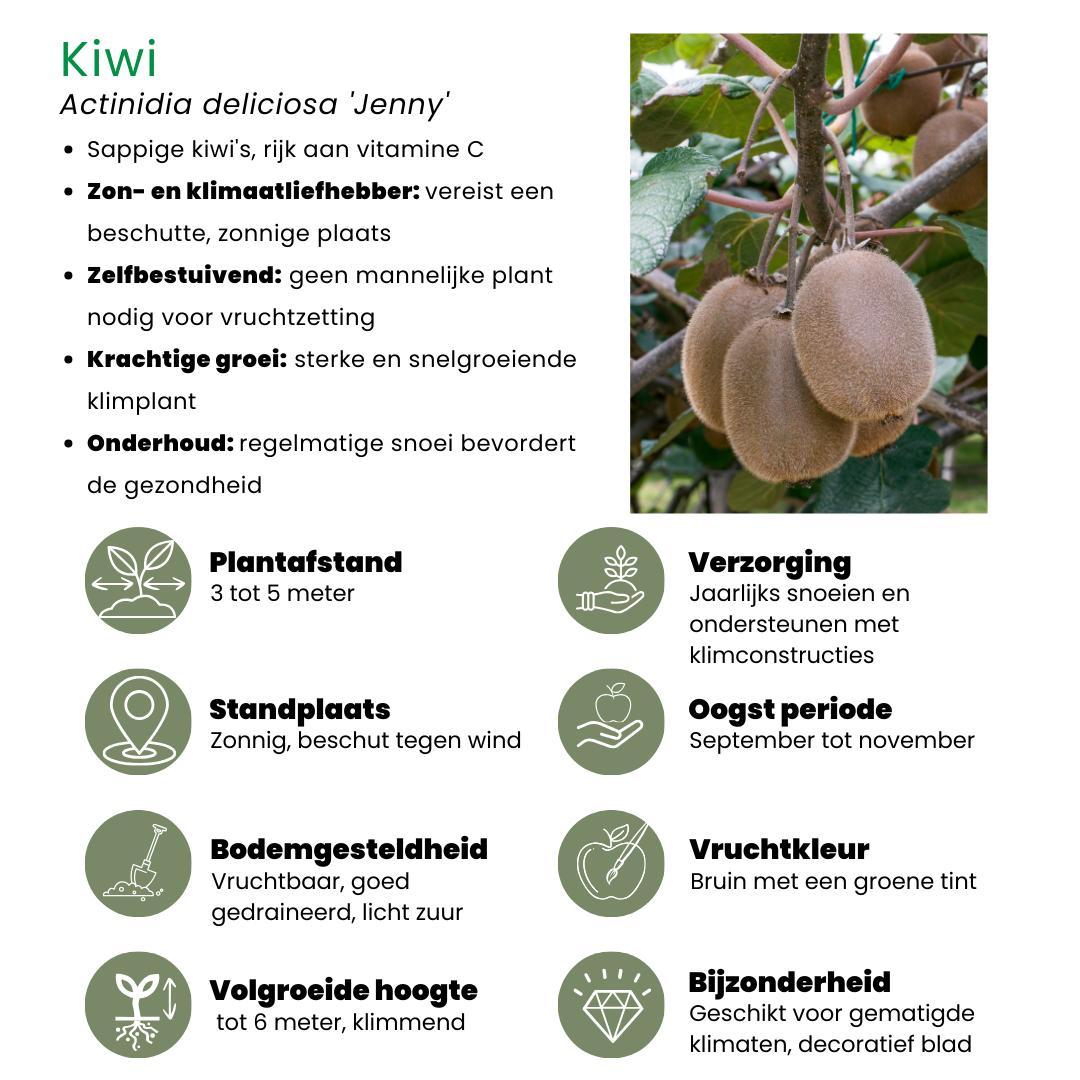 "Zomervruchten" BIO Fruitplanten mix set van 4 verschillende soorten - Fruitstruik