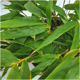 6 x Fargesia Rufa Ø12 cm - ↕25 cm