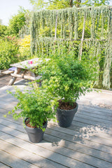 Acer palm. 'Going Green'® - ↨40cm - Ø19cm - Tuinplant