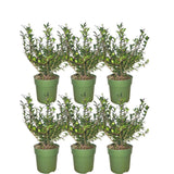 1 meter  Hulst haag - Ilex crenata 'Jenny'® - Set van 6 winterharde haagplanten - Groenblijvende haag - Vers van de kwekerij geleverd