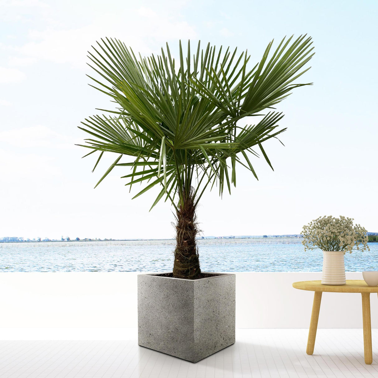 Trachycarpus - 160cm- Ø30 - Palm