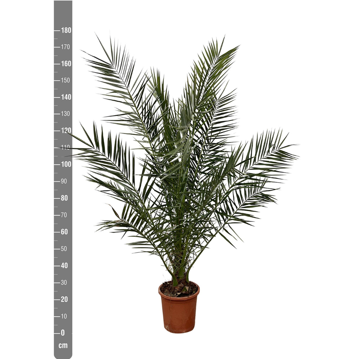Phoenix Canariensis - 180cm- Ø25 - Palm