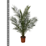 Phoenix Canariensis - 180cm- Ø25 - Palm