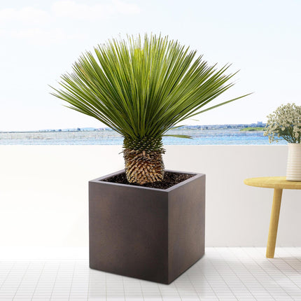 Yucca Rostrata - 120cm- Ø35 - Palm