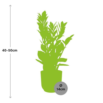Zamioculcas – Hoogte 45-50 in ELHO Vibes Fold 14cm roze - Kamerplant