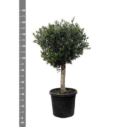 Olea Europaea Lorc - 180cm- Ø50 - Olijfboom