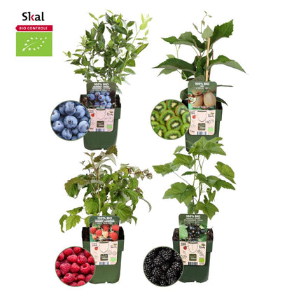 "Zomervruchten" BIO Fruitplanten mix set van 4 verschillende soorten - Fruitstruik