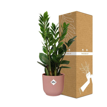 Zamioculcas – Hoogte 45-50 in ELHO Vibes Fold 14cm roze - Kamerplant