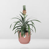 Ananas Mi Amigo in ELHO Vibes Fold 14cm roze - Kamerplant