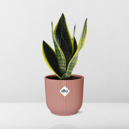 Sansevieria Futura Superba in ELHO Vibes Fold 14cm roze - Kamerplant