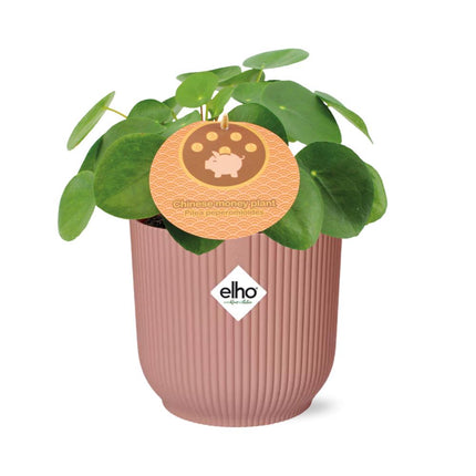 Pilea Peperomioides 12cm in ELHO Vibes Fold 14cm roze - Pannekoekplant- Kamerplant