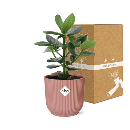 Clusia Princess in ELHO Vibes Fold 14cm roze - Kamerplant