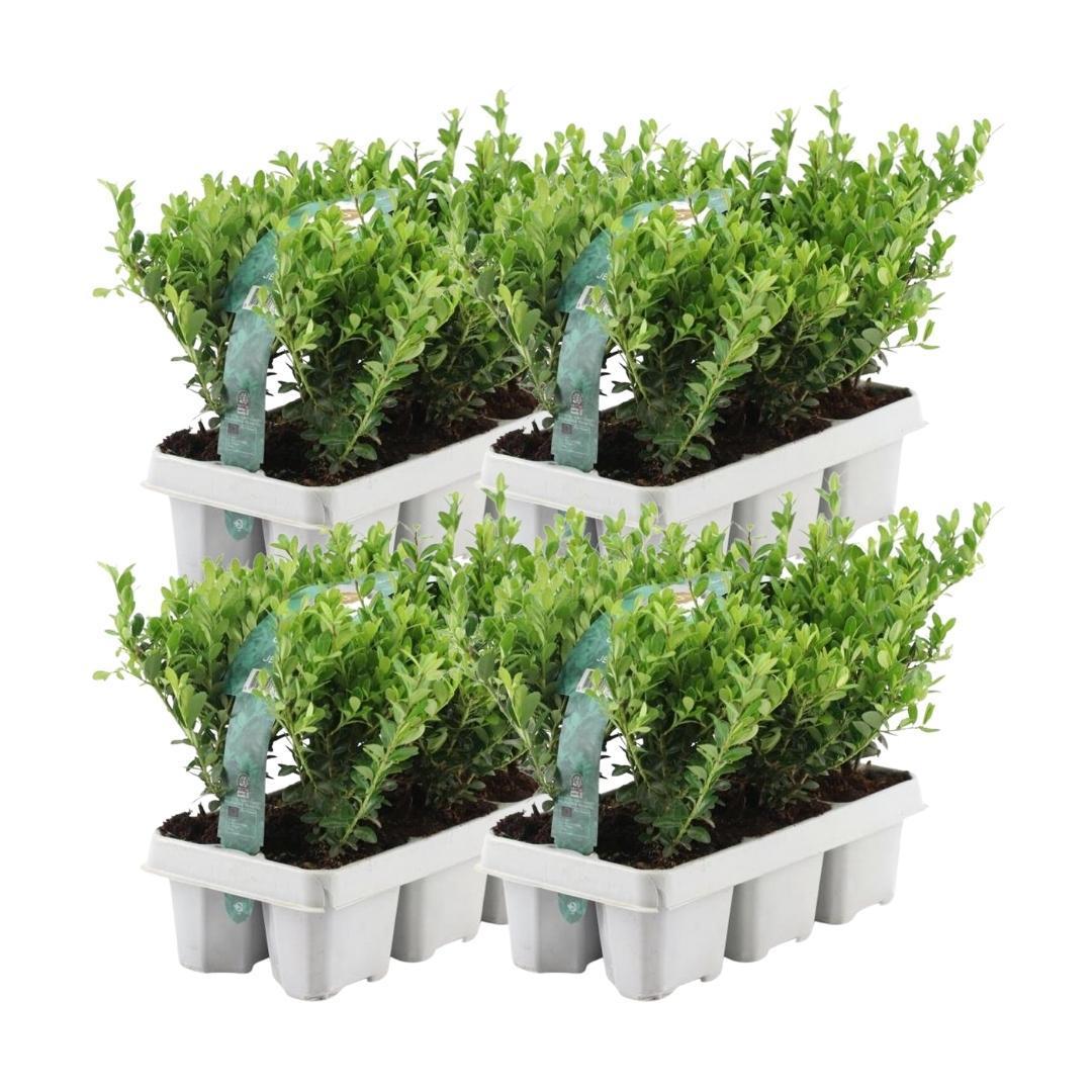 24x Ilex crenata 'Jenny' - 24 x Ø7 cm - ↕15 cm - 4 x 6 pack - Buxus