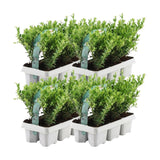 24x Ilex crenata 'Jenny' - 24 x Ø7 cm - ↕15 cm - 4 x 6 pack - Buxus