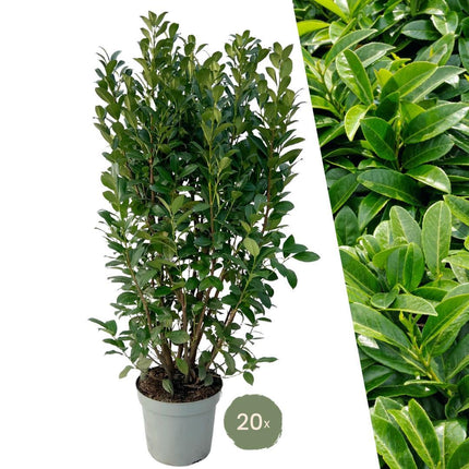 20 Extra grote Laurierkers Obelisk voor 10 strekkende meter haag | ↨ 125-150 cm in 15 liter pot
