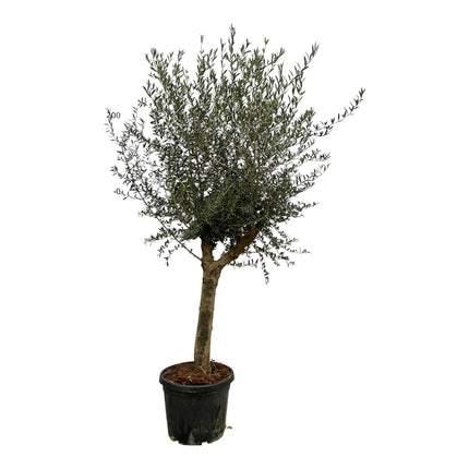 Olijfboom - Olea Lorc - 210 cm - Ø45cm