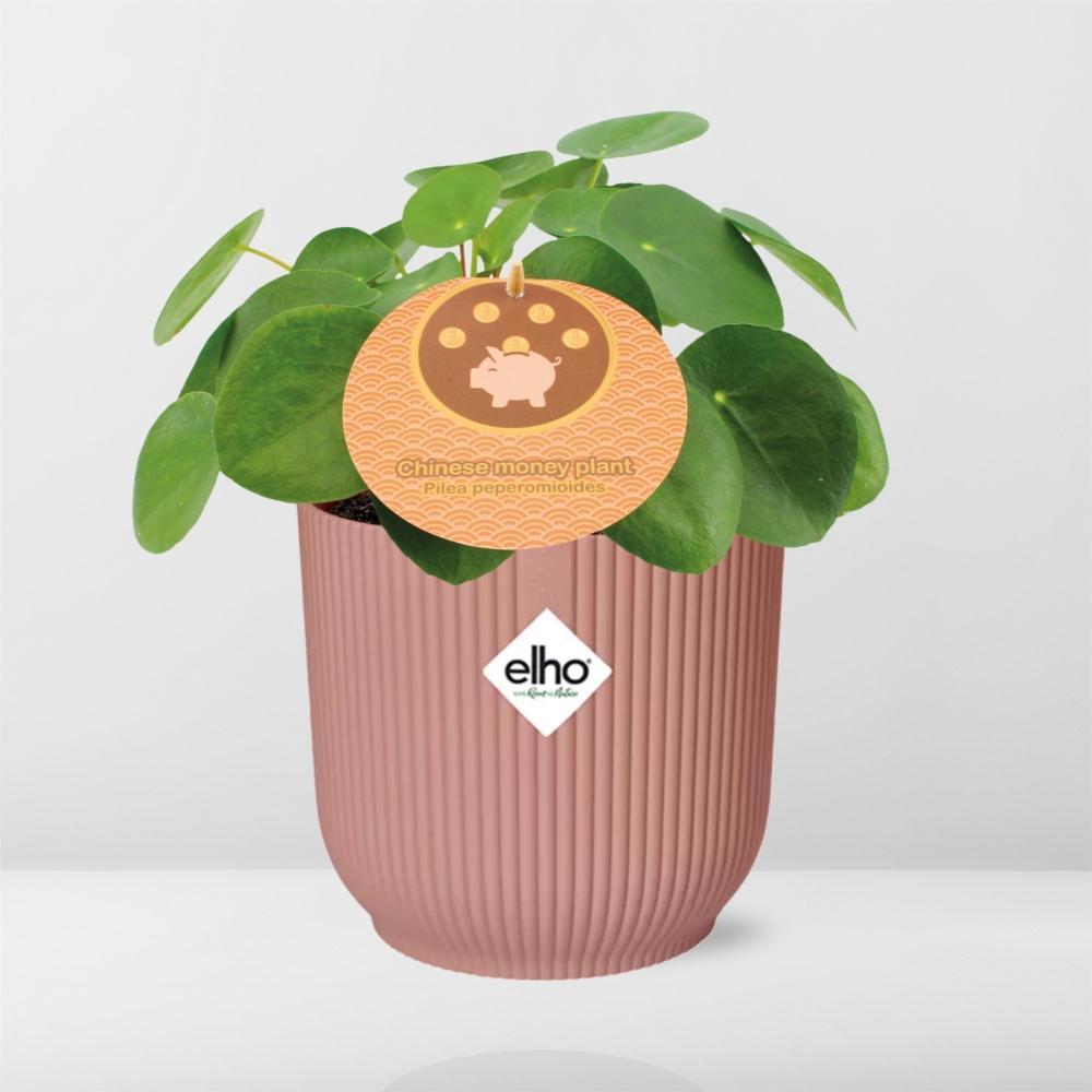 Pilea Peperomioides 12cm in ELHO Vibes Fold 14cm roze - Pannekoekplant- Kamerplant