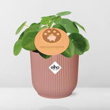 Pilea Peperomioides 12cm in ELHO Vibes Fold 14cm roze - Pannekoekplant- Kamerplant