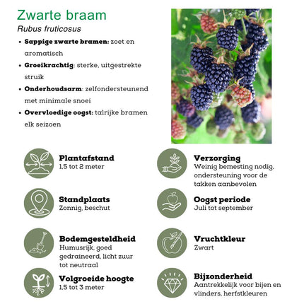 "Zomervruchten" BIO Fruitplanten mix set van 4 verschillende soorten - Fruitstruik