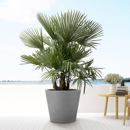 Trachycarpus multi stam - 200cm- Ø45 - Palm